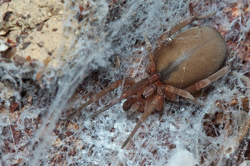 Filistata insidiatrix - Malta